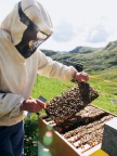 Apicultura in Valle Camonica