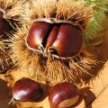 Castanicoltura in Valle Camonica