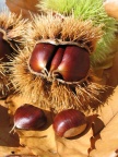 Castanicoltura in Valle Camonica