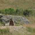 Marmotta
