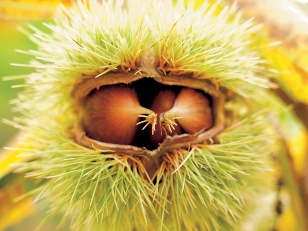 Castanicoltura in Valle Camonica - castagne1P.jpg castagne1P.jpg