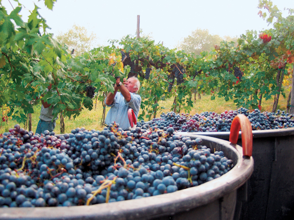 Vendemmia - vendemmia.jpg vendemmia.jpg