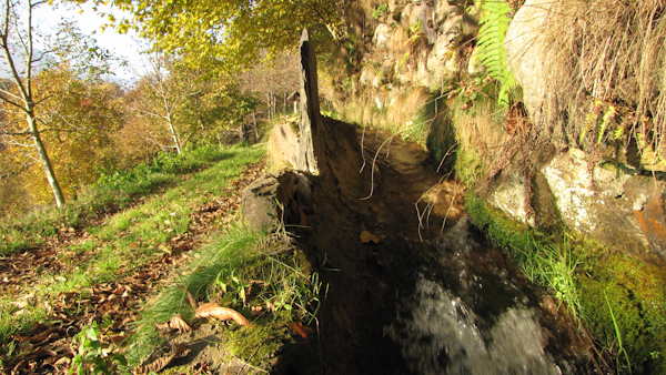 IMG_1770cimbergo bosco.jpg